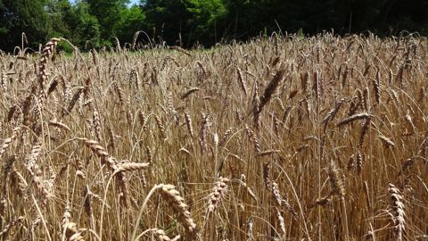 Ces variétés de blés s’échangent librement et doivent permettre de rendre les paysans plus autonomes face à l’agro-industrie. © B.Lafeuille
